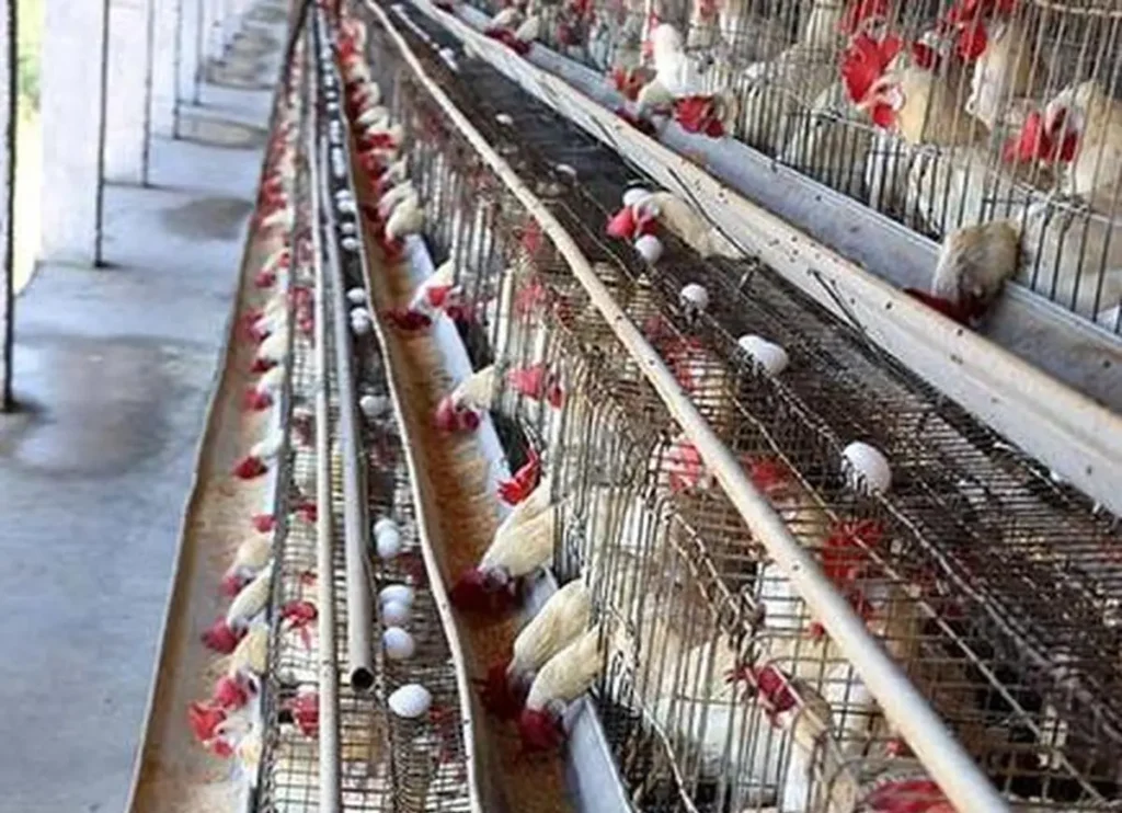 NGO coalition seeks an end to use of battery cages in poultry sector