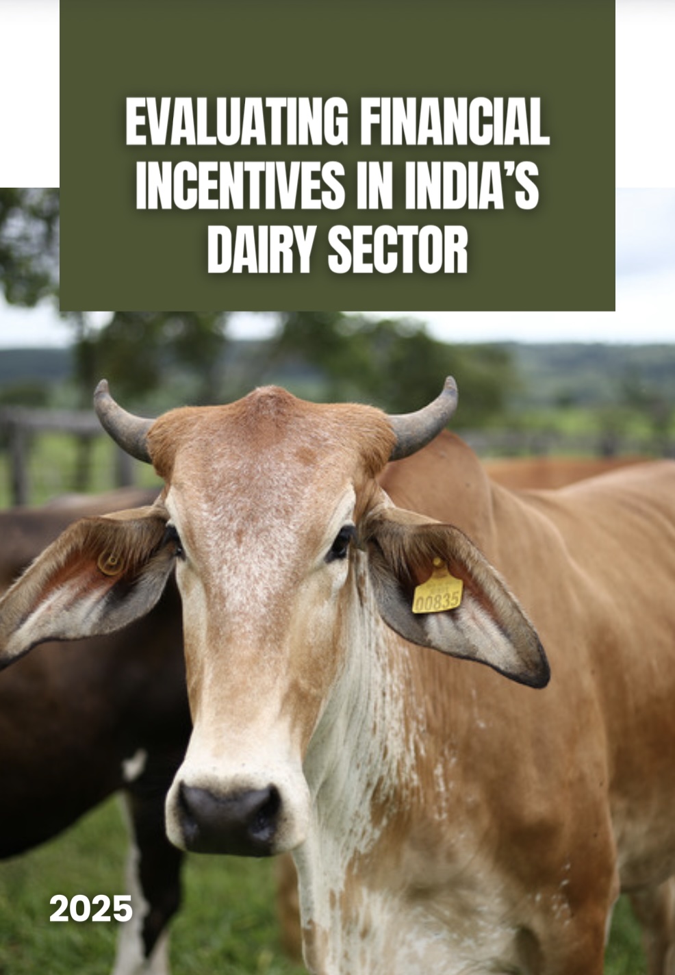 Dairy Scoping Report