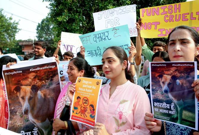 Stray Dogs In Ghettos Is A Health Nightmare