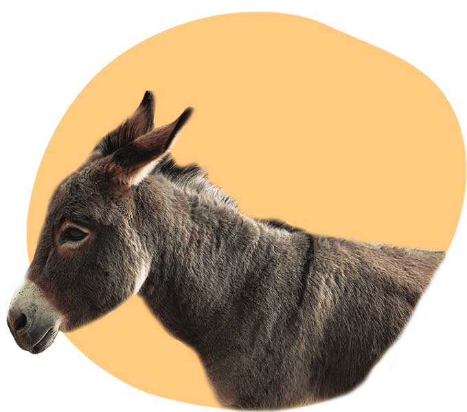 aboutus_donkey